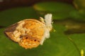 A butterfly of an attractive color is resting in a bush. Royalty Free Stock Photo