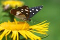 Butterfly Limenitis reducta on the flower Inula helenium