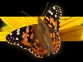 Butterfly background Royalty Free Stock Photo