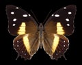 Butterfly Baeotus deucalion Royalty Free Stock Photo