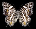 Butterfly Baeotus deucalion Royalty Free Stock Photo