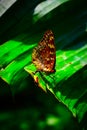 Butterfly on a Banana Leave photo Royalty Free Stock Photo