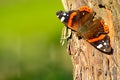 Butterfly On Bark Royalty Free Stock Photo