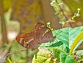 Butterfly Royalty Free Stock Photo