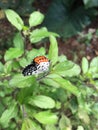 Butterfly on Basil Hurb