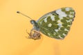 Butterfly Bath white with orange background Royalty Free Stock Photo