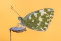 Butterfly Bath white orange background Royalty Free Stock Photo