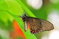 Butterfly, Battus polydamas