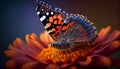 Butterfly on a beautifu flower macro