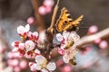 Butterfly on the beautiful apricot flowers