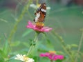 Butterfly on a beautiful flower