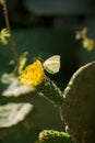 Butterfly on the beautiful flower of opuntia ficus-indica or Cactus pear are widely spread along Sicily Royalty Free Stock Photo