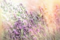 Butterfly on beautiful lavender flower, selective focus on white butterfly, beautiful nature Royalty Free Stock Photo