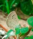 Butterfly beautiful natural view green photo viewer