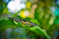 Butterfly beautiful in the nature