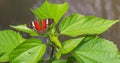 Butterfly with beautiful pattered wings on a green plant