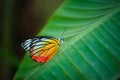 Butterfly Royalty Free Stock Photo