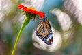 Butterfly with beautiful textures on an orange-petaled flower with a blurred background Royalty Free Stock Photo