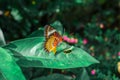 Butterfly. Beautiful tropical butterfly on blurred nature background. Colorful butterflies in Thailand garden. Tropical butterfly Royalty Free Stock Photo