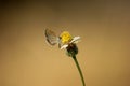 Butterfly beautifully isolated on a yellow flower drinking nectar. small butterfly helping in pollination.