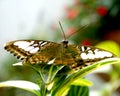 Butterfly beauty Royalty Free Stock Photo