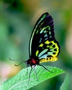 Butterfly beauty