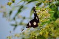 Butterfly and a bee Royalty Free Stock Photo