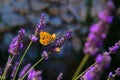 Butterfly and bee on lavender flower. Lavender field. Royalty Free Stock Photo