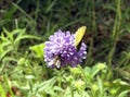 Insects bee and butterfly together pollinates a bright pink flower. The process of pollination. Royalty Free Stock Photo