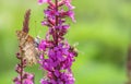 Butterfly and bee are sitting opposite each other on a bright purple flower The process of pollination Royalty Free Stock Photo