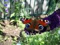 Butterfly and a bee sitting on a purple flower Royalty Free Stock Photo