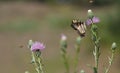 Butterfly And Bee On Thistle Flowers Royalty Free Stock Photo