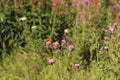 Butterfly and bees on a flower Royalty Free Stock Photo