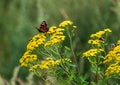 Butterfly and bees sit on a yellow flower Royalty Free Stock Photo