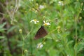 Butterfly beggars-ticks flowers
