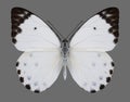 Butterfly Belenois calypso Calypso Caper White