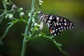 It is also known as the lime butterfly, lemon butterfly and lime swallowtail. This is because its host plants are usually citrus s Royalty Free Stock Photo