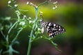 It is also known as the lime butterfly, lemon butterfly and lime swallowtail. This is because its host plants are usually citrus s Royalty Free Stock Photo