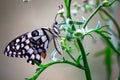 It is also known as the lime butterfly, lemon butterfly and lime swallowtail. This is because its host plants are usually citrus s Royalty Free Stock Photo