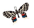 Butterfly Bhutan glory icon vector illustration