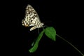 Butterfly   on black background ,  photography  macro close up photography Royalty Free Stock Photo