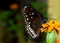 Butterfly black beautiful