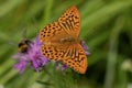 The butterfly is black and brown on the background of a purple flower and grass. Royalty Free Stock Photo