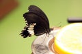 A butterfly with a black pattern on its wings sitting on an orange slice. Royalty Free Stock Photo