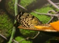 Butterfly with a black pattern on yellow wings. A butterfly sits on an orange. A butterfly eats fruit nectar. Royalty Free Stock Photo