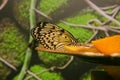 Butterfly with a black pattern on yellow wings. A butterfly sits on an orange. A butterfly eats fruit nectar. Royalty Free Stock Photo