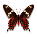 Butterfly with black and red with white spots Royalty Free Stock Photo