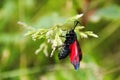 Butterfly with black and red wings sits on a blade of grass