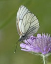 Butterfly - Black-Veined White, Aporia crataegi, Royalty Free Stock Photo