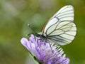 Butterfly - black-veined white Aporia crataegi Royalty Free Stock Photo